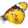 https://www.peter-and-friends.it/wp-content/uploads/2019/08/butterfly.png