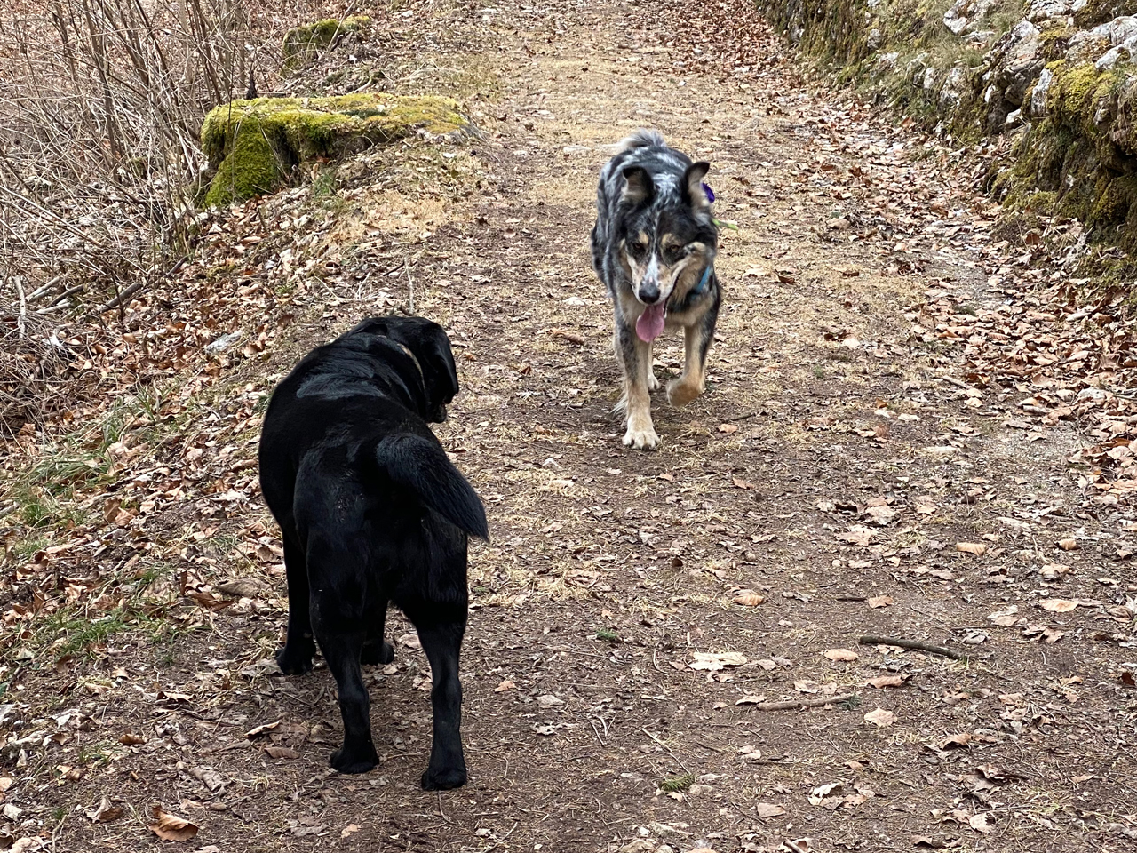 Naturalmente cane