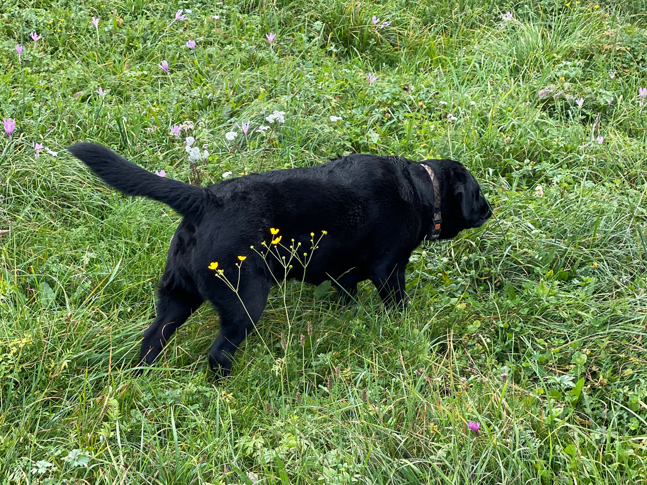 Nosework: ricerca olfattiva ludica