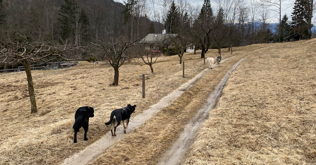 Naturalmente cane