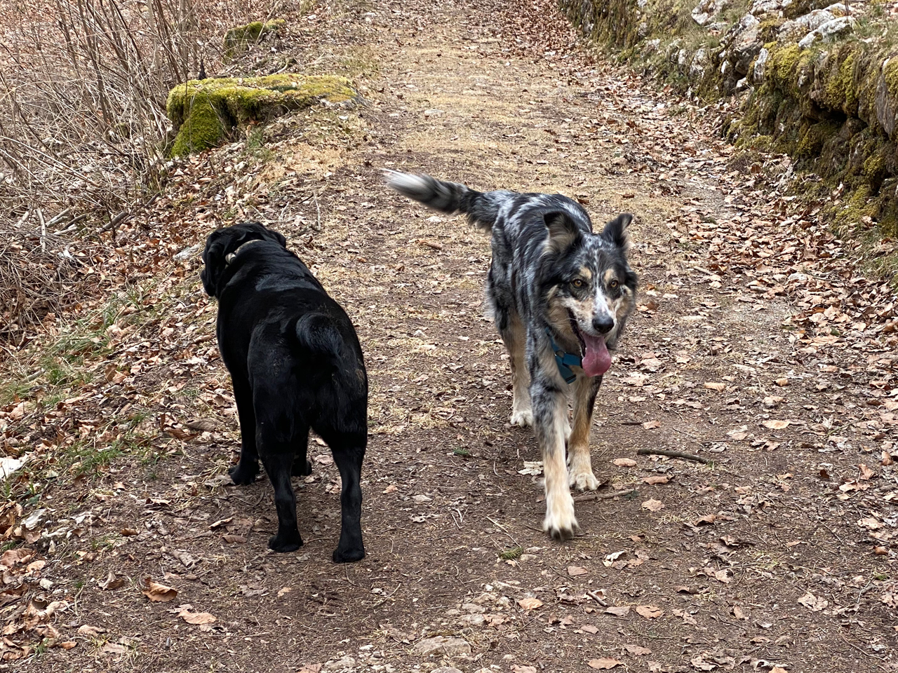 Naturalmente cane